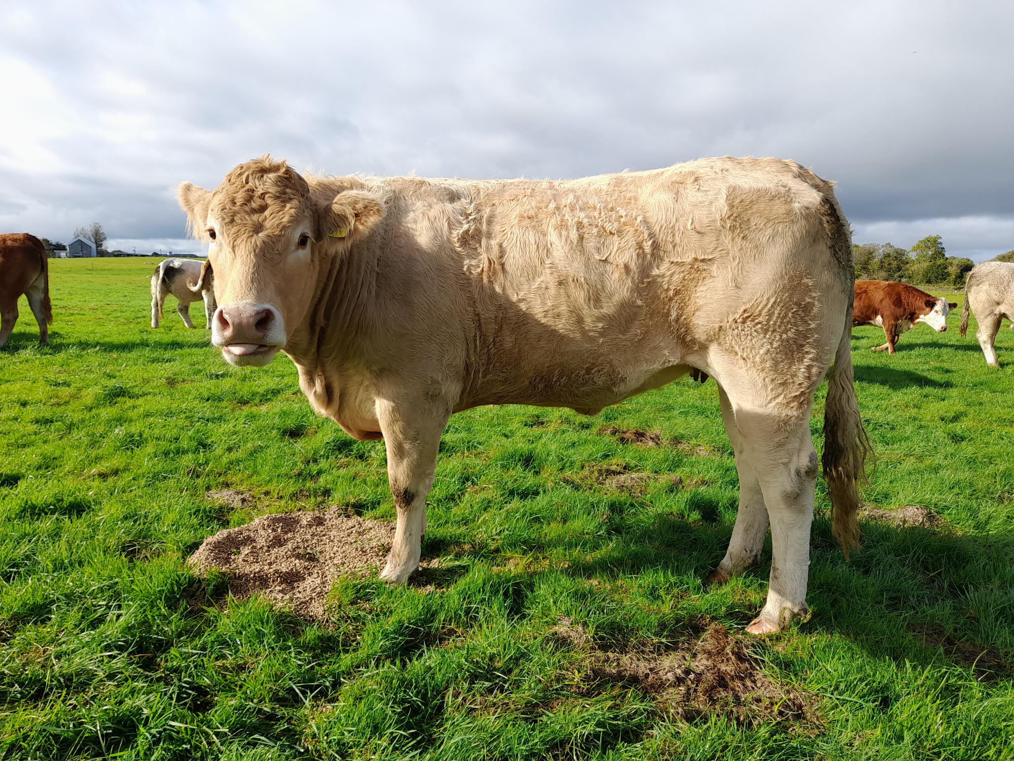 Raymond Potterton Auctioneers are donating a Beef Heifer to the Hooves for Hospice Charity