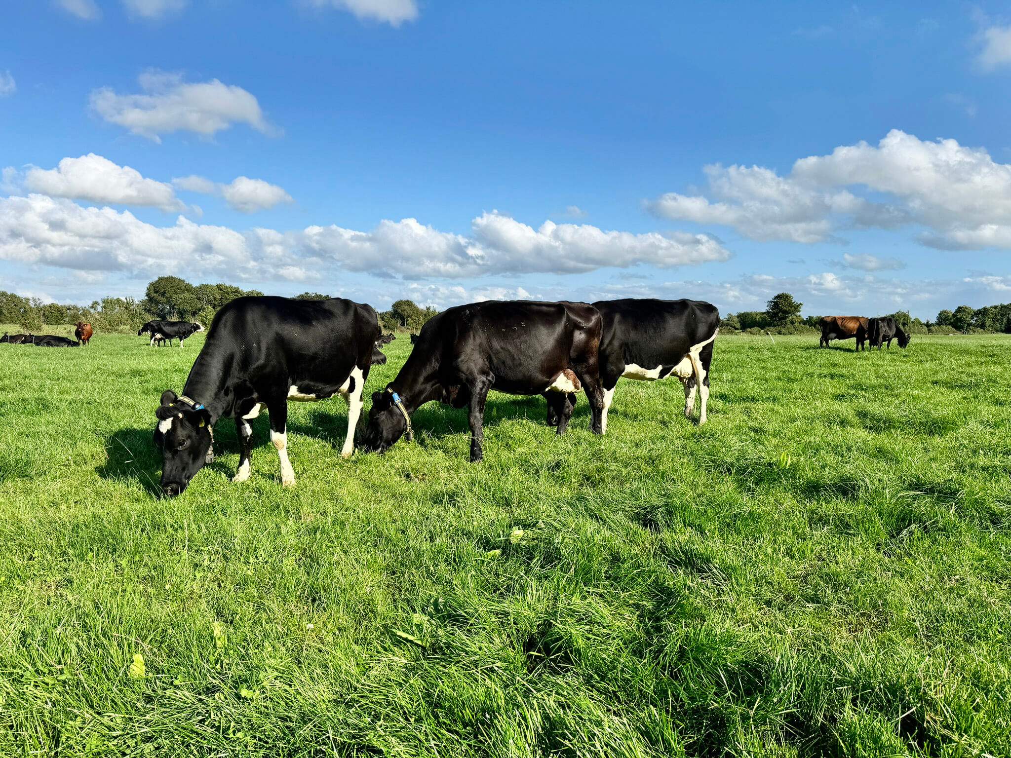 Thinking of Leasing or Selling your Dairy Farm?