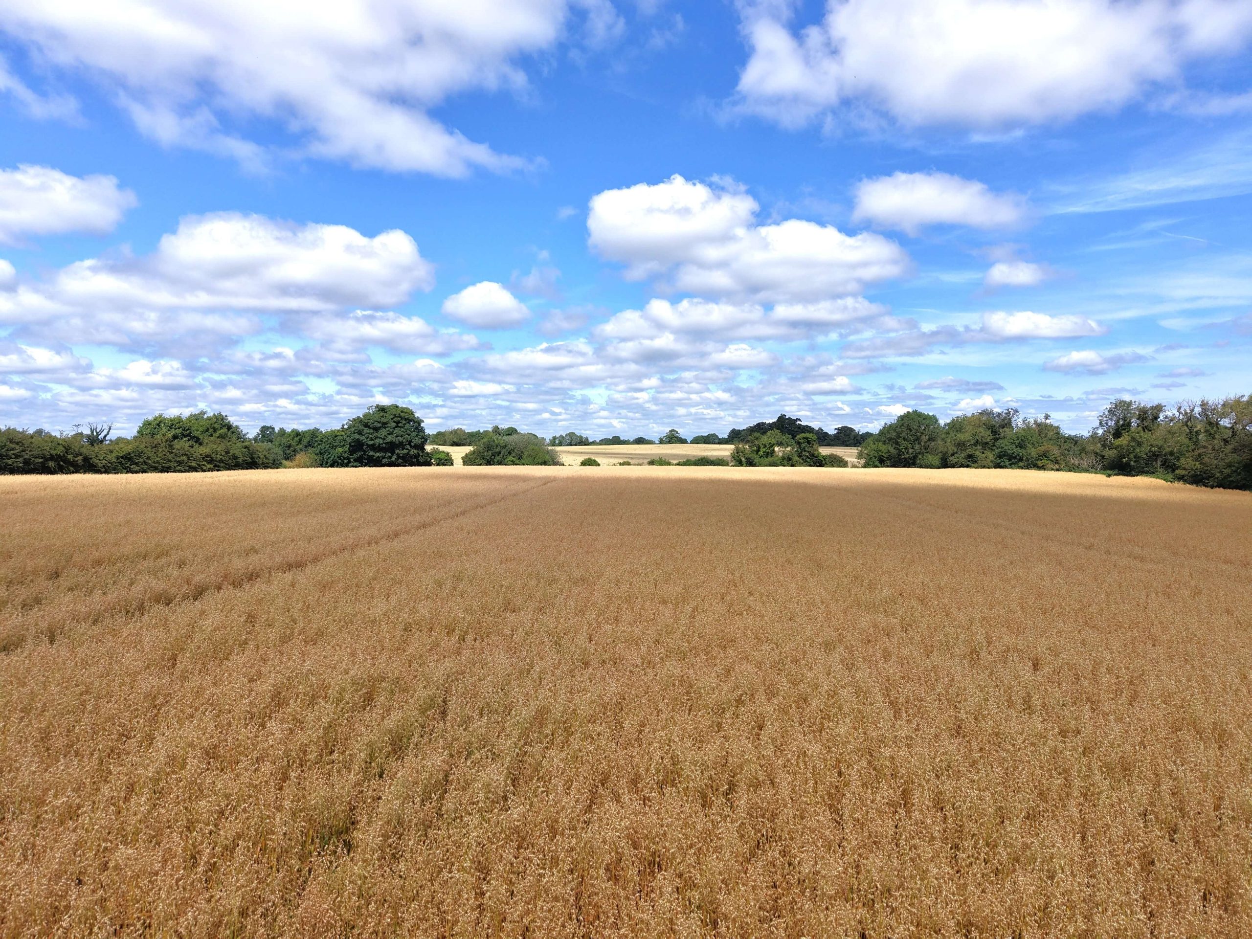 Upcoming Auction – 130 Acres at Rathnally, Trim, Co. Meath